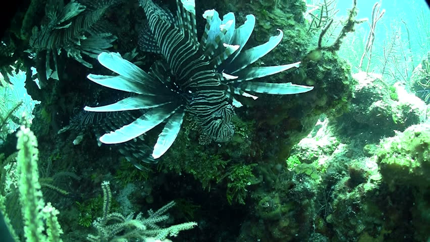 lion fish