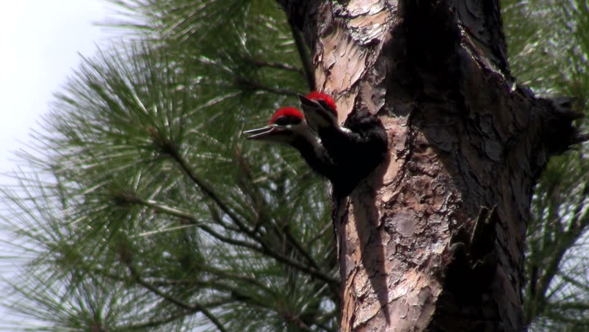 woodpeckers hanging off a tree