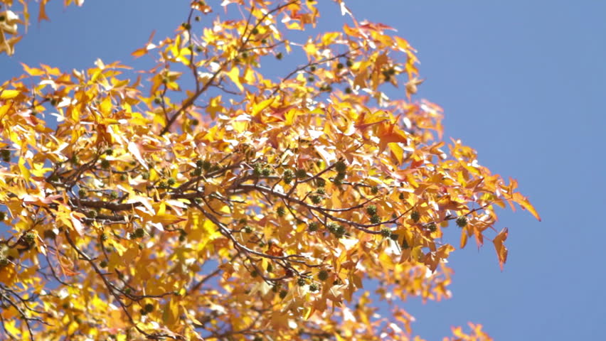 Fall sweet gum tree branch with orange leaves against a blue sky - dolly shot