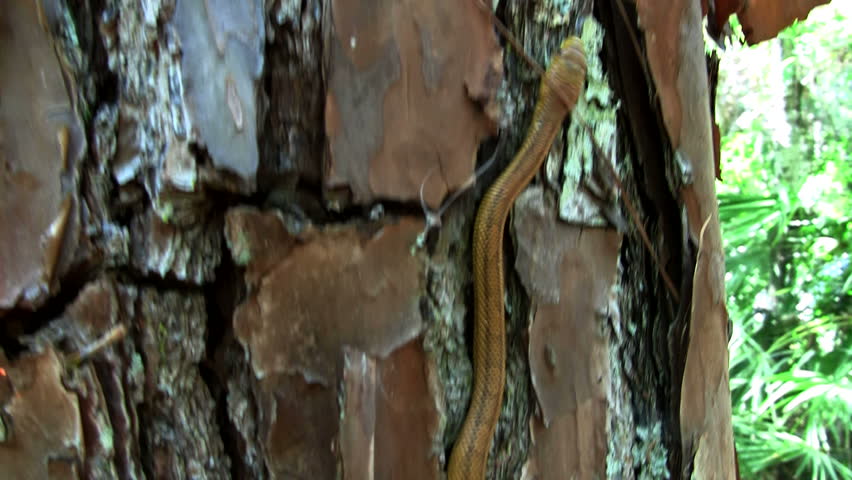 snake up a tree
