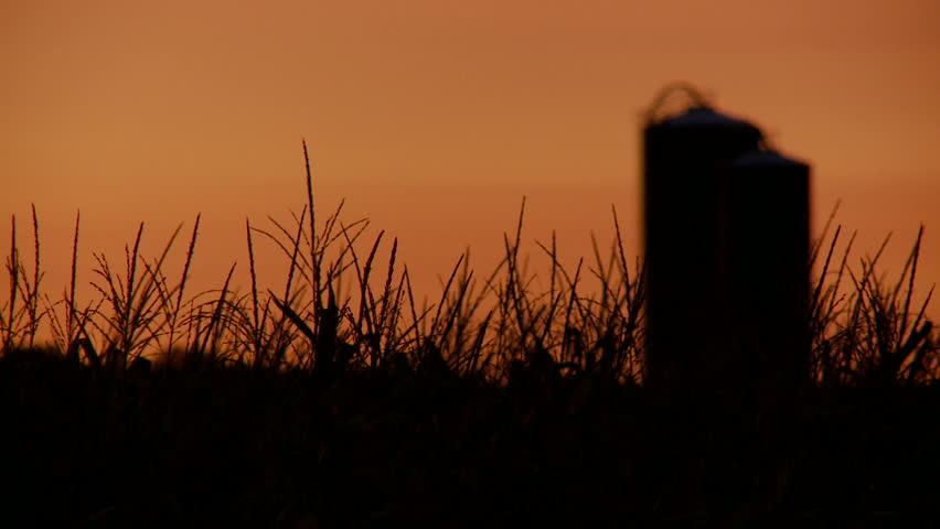 Focus shifts from silhouetted cornfield to silo against sunrise