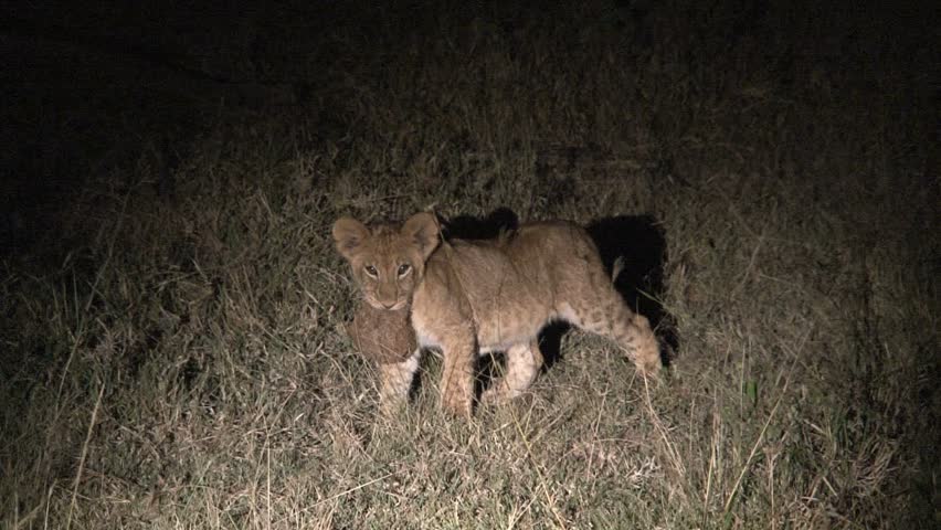 lion cubs annoying mother lion in the Masai Mara, Kenya
