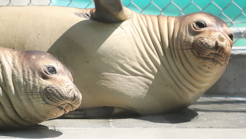 Rescued juvenile elephant seals wait for release at the Pacific Marine Mammal Center Sept 18, 2011 Laguna Beach, CA. The Center rescues pinnipeds throughout Orange County.