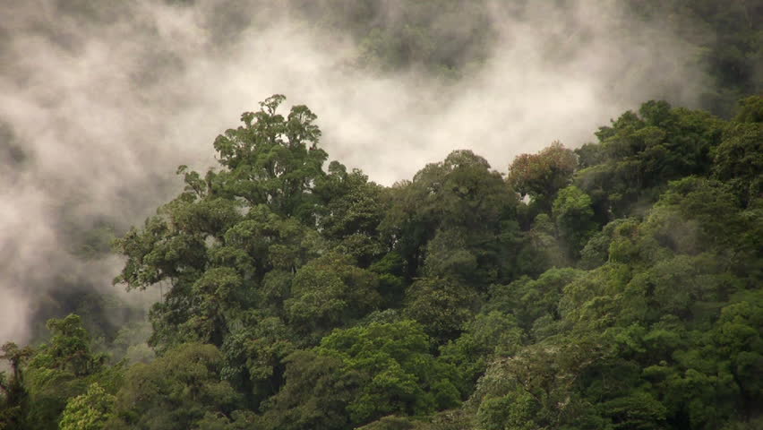 Misty cloudforest in the Ecuadorian Andes