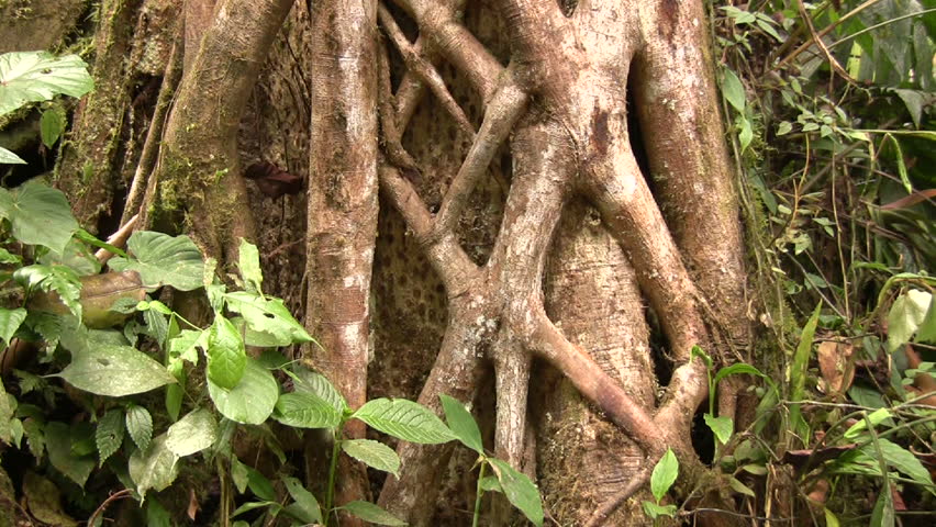 Roots of strangler fig entwined around a tree in cloudforest, Western Ecuador