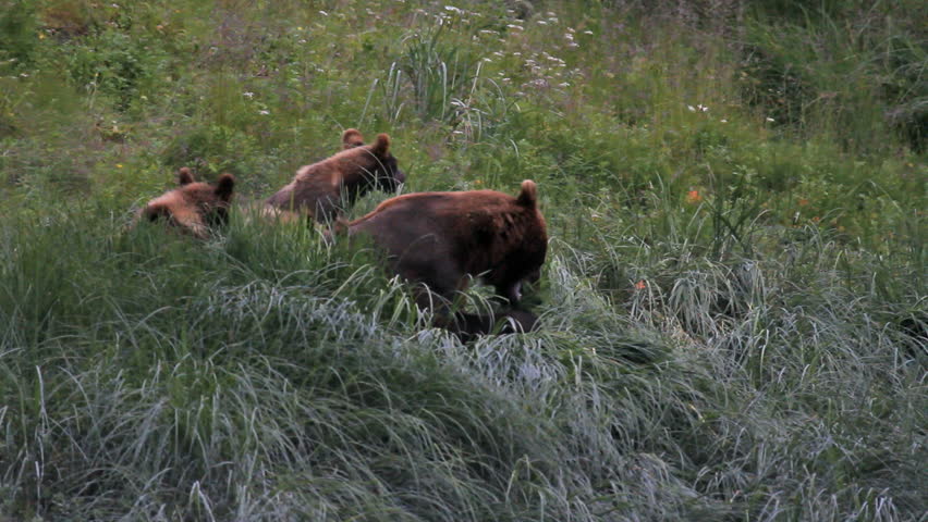 Grizzly Bear female sow with triplet cubs eating grass in a forest meadow. Late evening capture. Three cubs stay close to their mother.