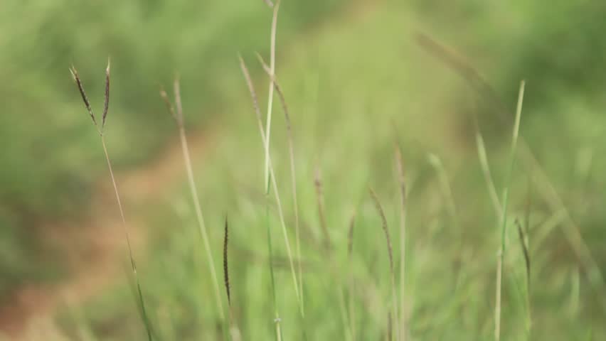 A woman walks down a dirt road in a tall grassy field.