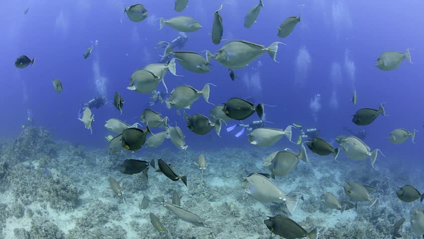 Small shoal/school of unicorn fish over coral reef. Red Sea, Egypt.