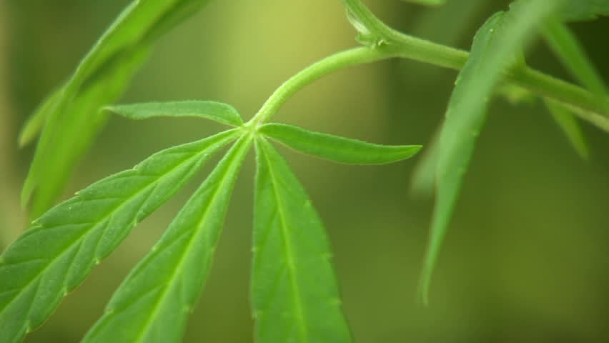 Cannabis plant (Cannabis sativa)