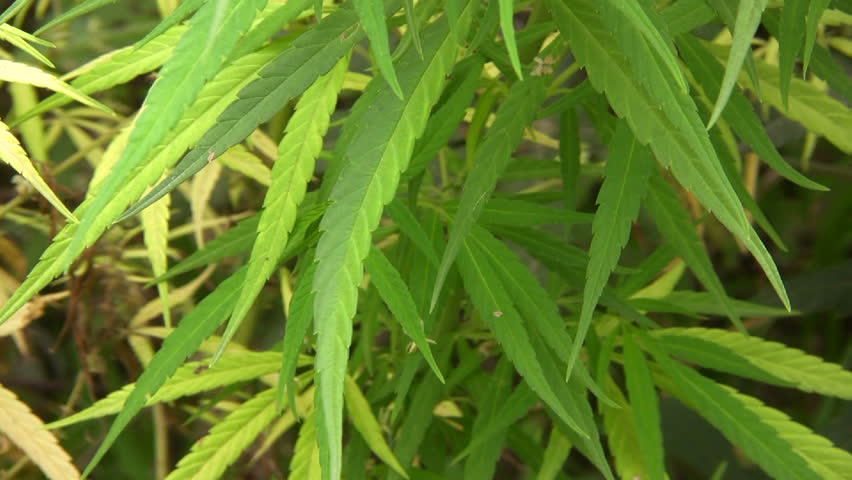 Cannabis plant (Cannabis sativa)