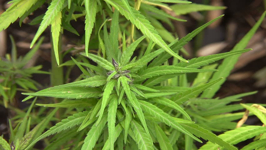 Cannabis plant (Cannabis sativa)