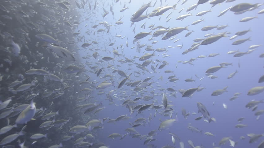 Large school/shoal of Long-nose parrot fish. This species of fish only gathers in these numbers for one to two weeks during the breeding season. Good footage to depict an abundant marine ecosystem.;