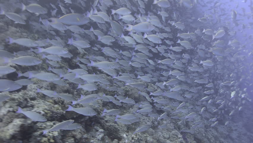 Large school/shoal of Long-nose parrot fish. This species of fish only gathers in these numbers for one to two weeks during the breeding season. Good footage to depict an abundant marine ecosystem.;