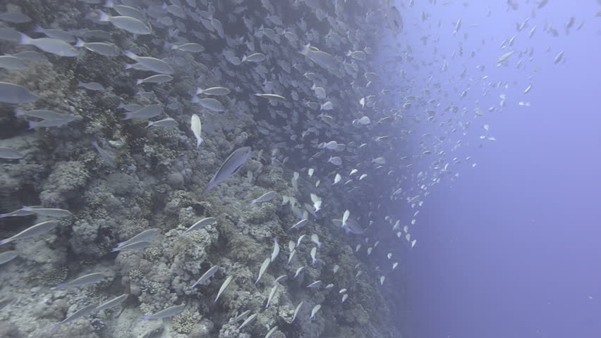 Large school/shoal of Long-nose parrot fish. This species of fish only gathers in these numbers for one to two weeks during the breeding season. Good footage to depict an abundant marine ecosystem.;