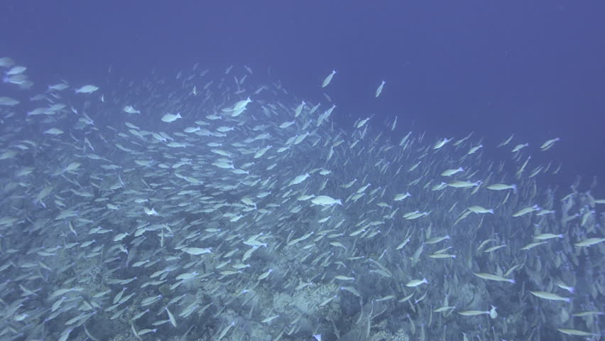 Large school/shoal of Long-nose parrot fish. This species of fish only gathers in these numbers for one to two weeks during the breeding season. Good footage to depict an abundant marine ecosystem.;