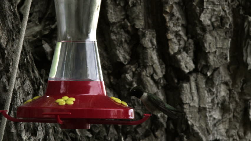 A hummingbird drinking from a bird feeder then flying away.