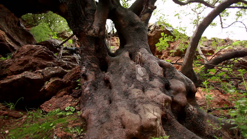 Slider shot left to right of  a wet tree trunk and roots.  The trunk has a hole through the middle of it.  Pretty scary with the right music.  This tree is at the Iyon Tanur river valley of Israel.