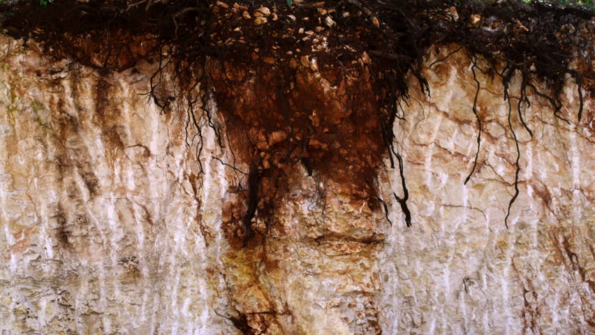 Tilting shot of a tree from the roots to the branches into the bright sky.  The soil had been removed revealing the root system of this tree.  In the northern mountain area of Israel.  