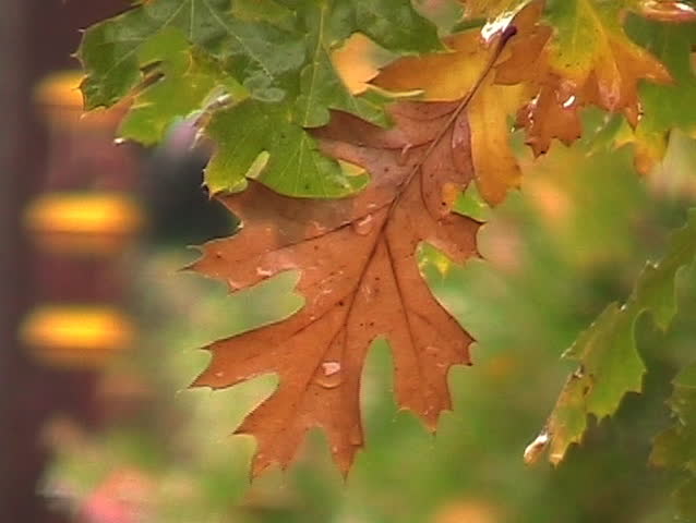 Colorful array of leaves dance in the withers rain. Includes rain audio.