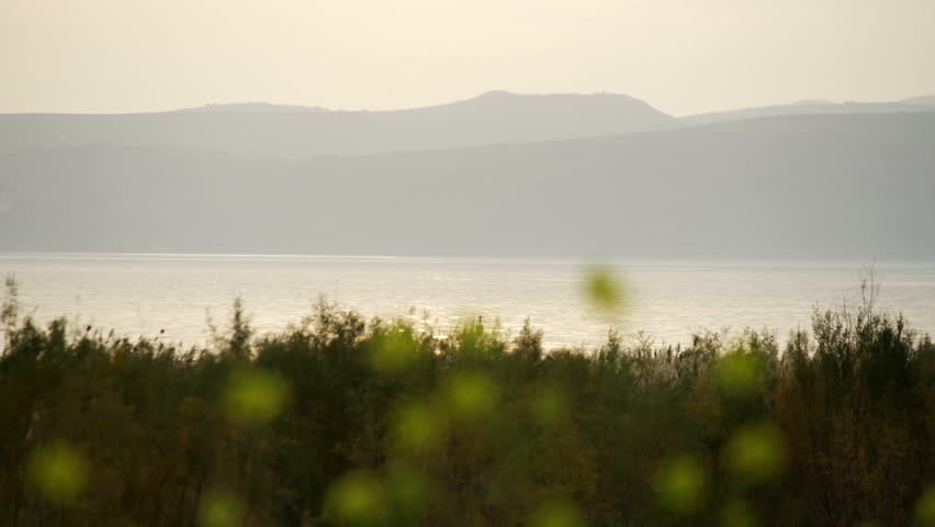 Rack focusing from the Sea Of Galilee in Israel, to yellow flowers growing on the banks of the lake at dusk facing west.  02/22/2011