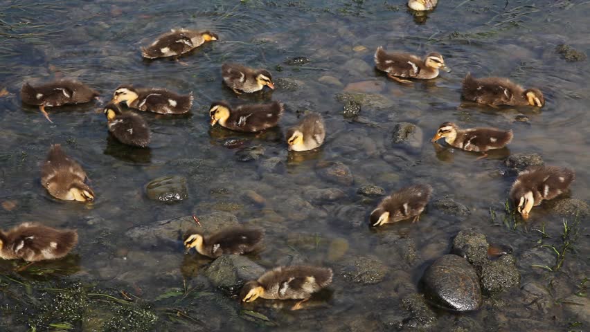A group of ducklings peck away at shallow water
