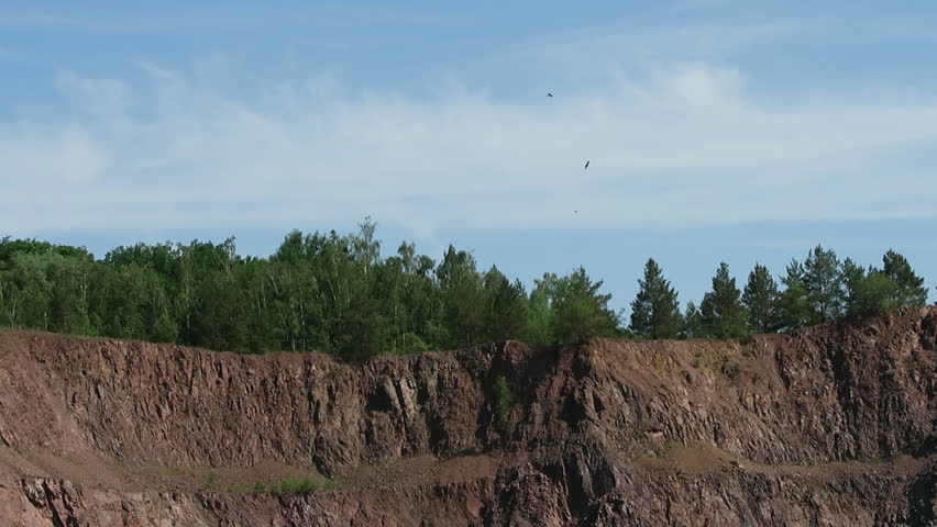 Header of Accipitriformes