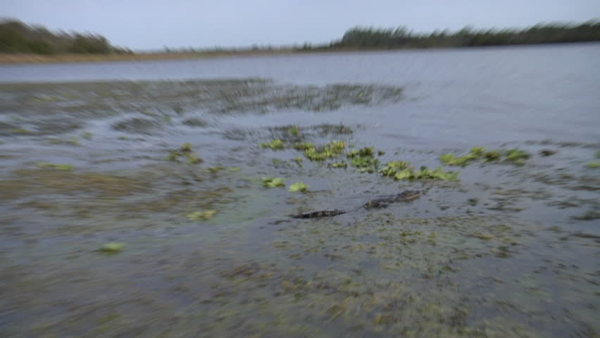 Young crocodile darts through swamp