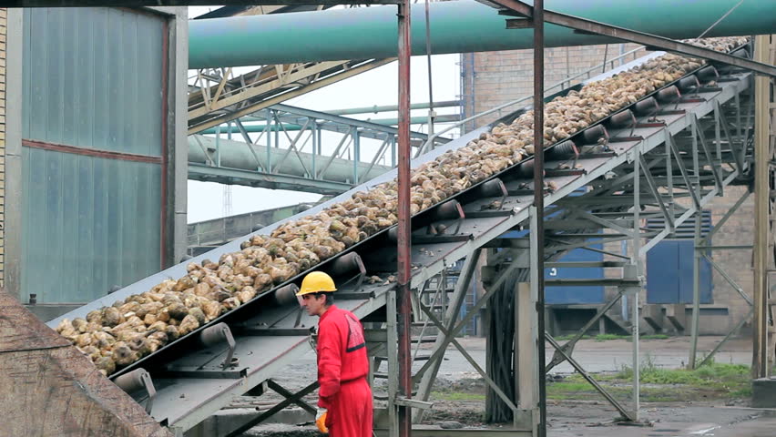 Sugar factory. Factory worker looking at conveyor belt loaded with sugar beet. HD 1080i.