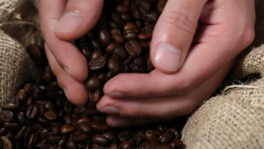 Hand taking coffee beans from burlap sack and showing them