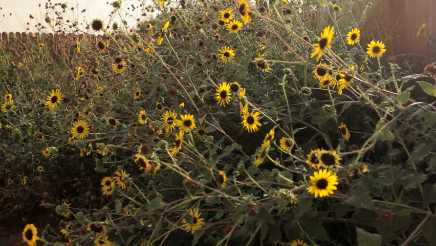 Yellow daisys on a bush in a garden swaying in the breeze