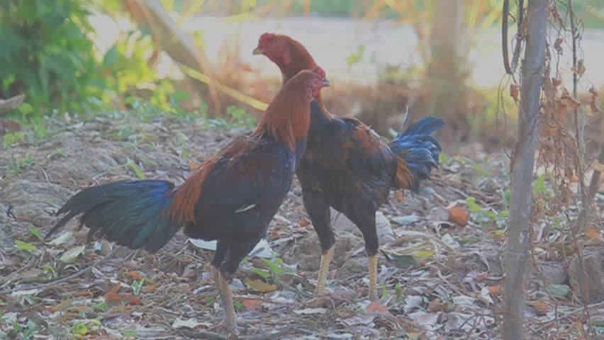 Asian domestic fowl