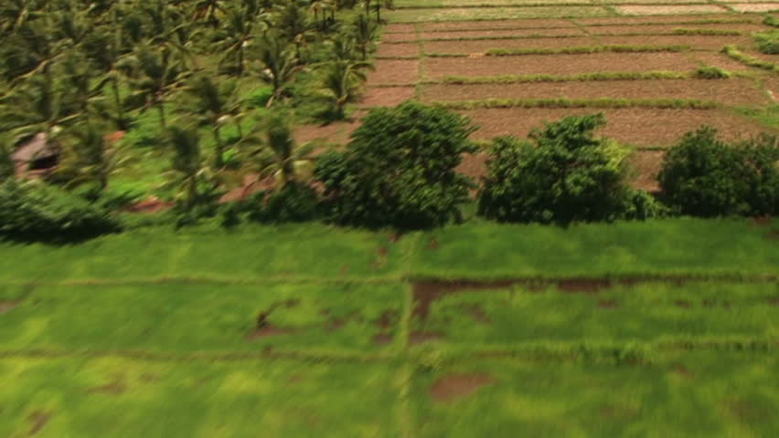 aerial view of rice fields and Egrets flying
