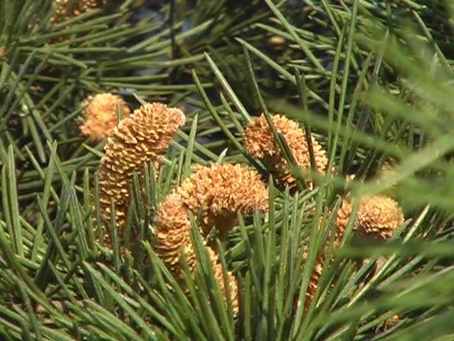 conifer