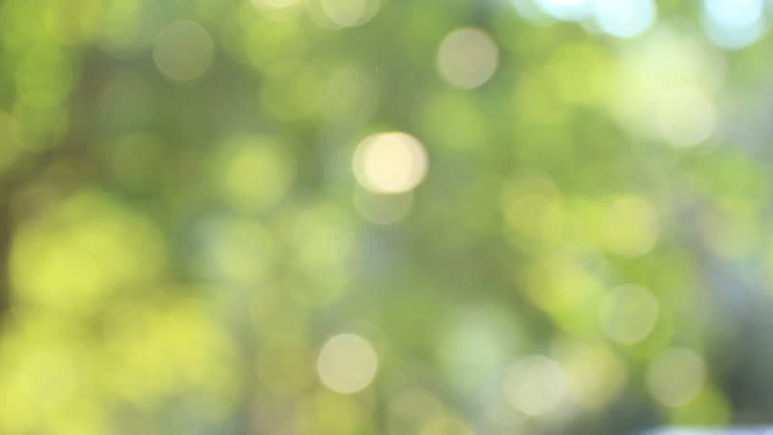 nature green bokeh