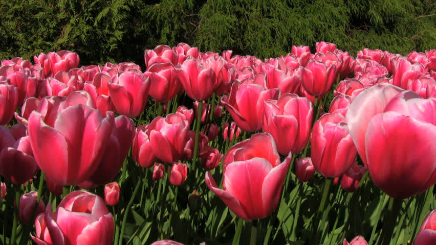 Tulips in flower garden, Netherlands