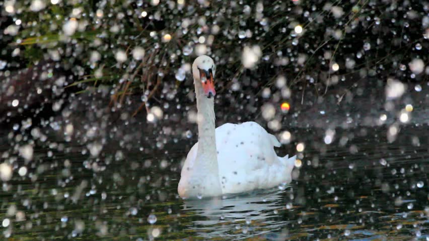 Magnificent, graceful swans swim amid falling flakes of water, slowed. 1080p