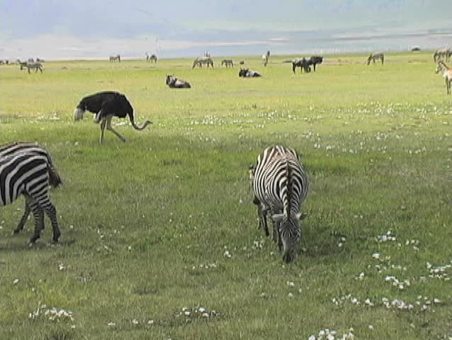 Zebras graze with many animals in the Ngorongoro crater in Tanzania Africa