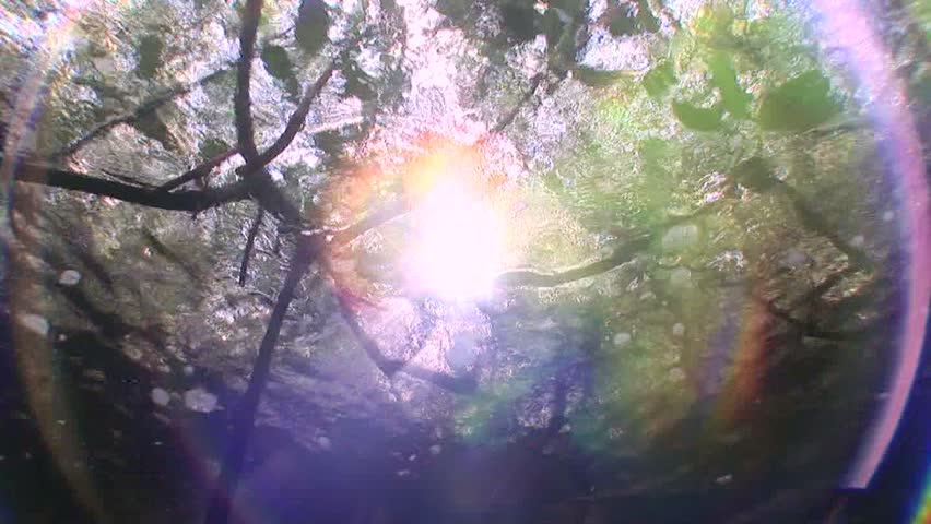 Pan down from sunbeams to mangrove roots