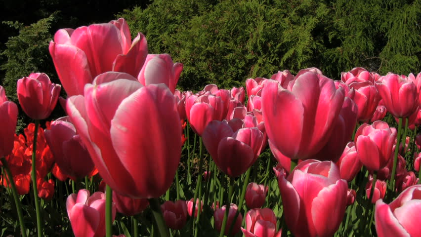 Moving blooms of tulips, Kekenhof, Netherlands