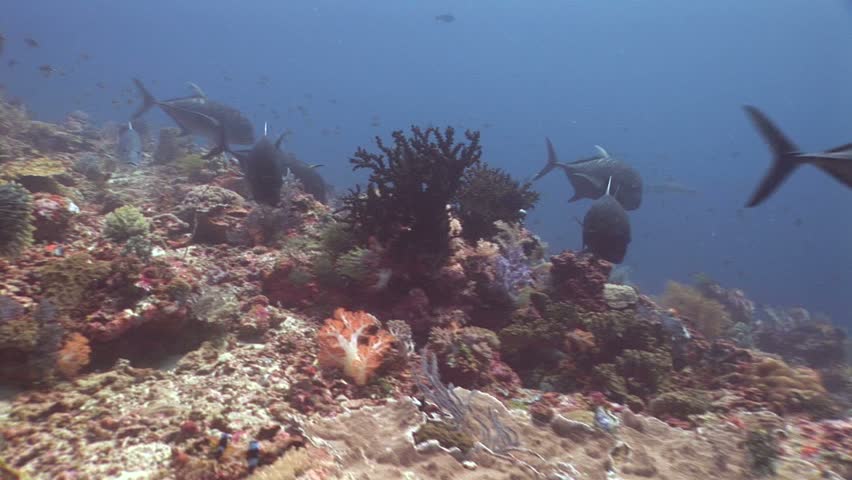 Hunting whitetip reef sharks and giant trevally