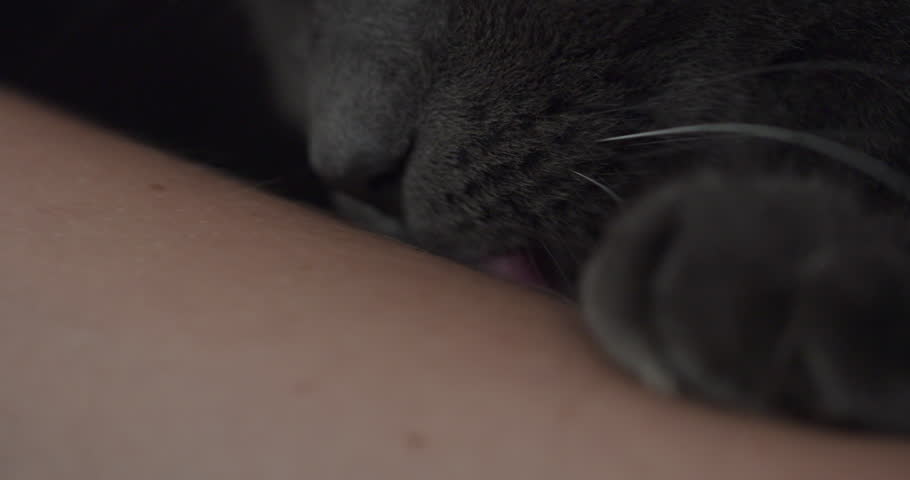 Cat licking pussy