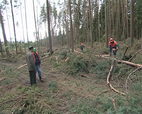 Forest cleaning activities. Workers cut trees with chainsaw after storm. Ranger. 