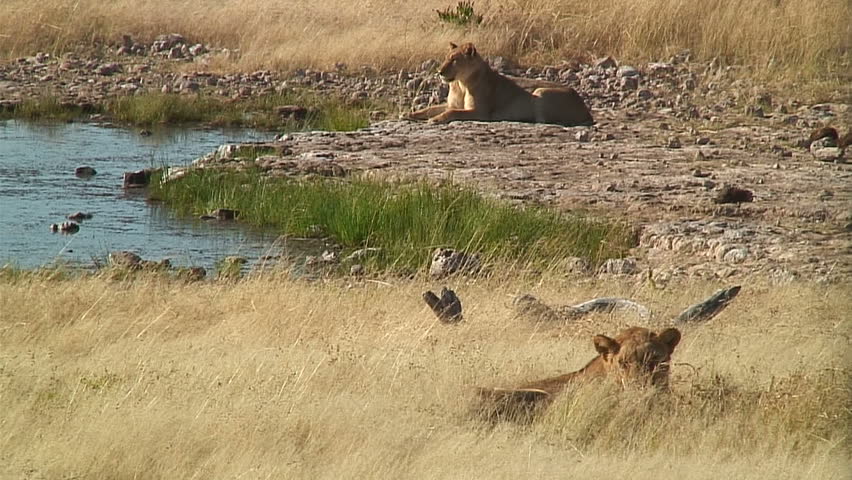 2 Lions Waking Up From Nap, Namibia