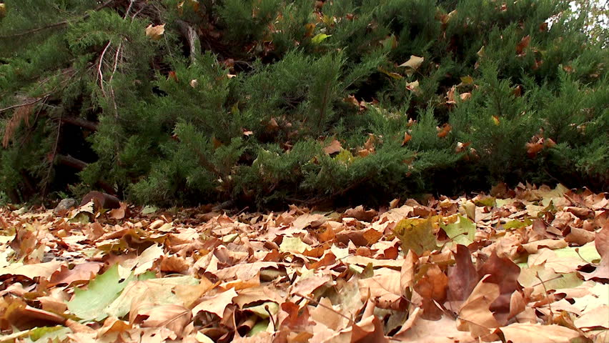 autumn leaf fall
