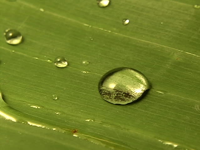 Water drops