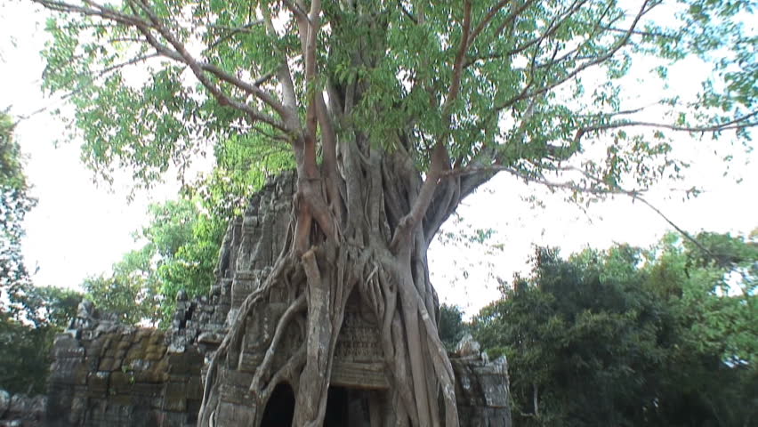 Trees Roots Covering a Temple at Ta Prohm