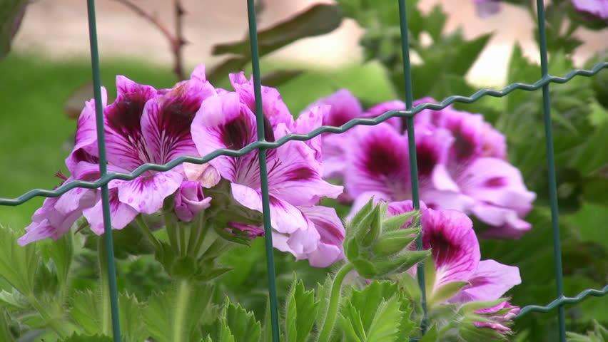 Purple Flower