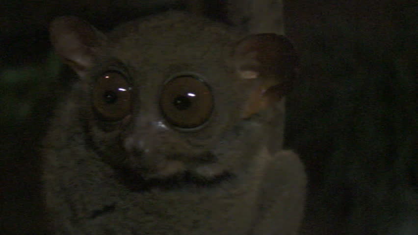 Fantastic Scenery Of Philippine Tarsier Bahol, Philippines