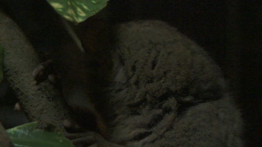 static shot", stationary View Of Philippine Tarsier Bahol, Philippines