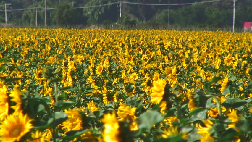 Sunflower Farm Near Road, San Fernando